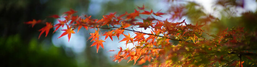 α7C + NOKTON 50mm F1